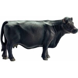 Black Angus Cattle