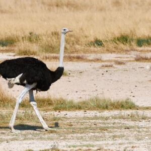 Common Ostrich