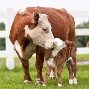 Hereford Cattle