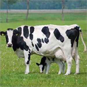 Holstein Friesian Cattle
