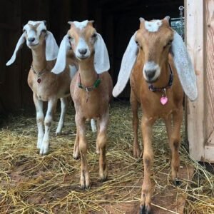 Nubian Goats