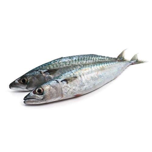 Sardine Fish