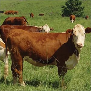 Simmental-Cattle