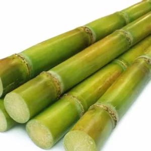 Sugar-Cane