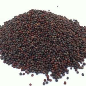 Canola seed