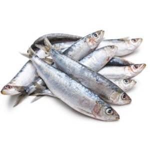 Sardine Fish